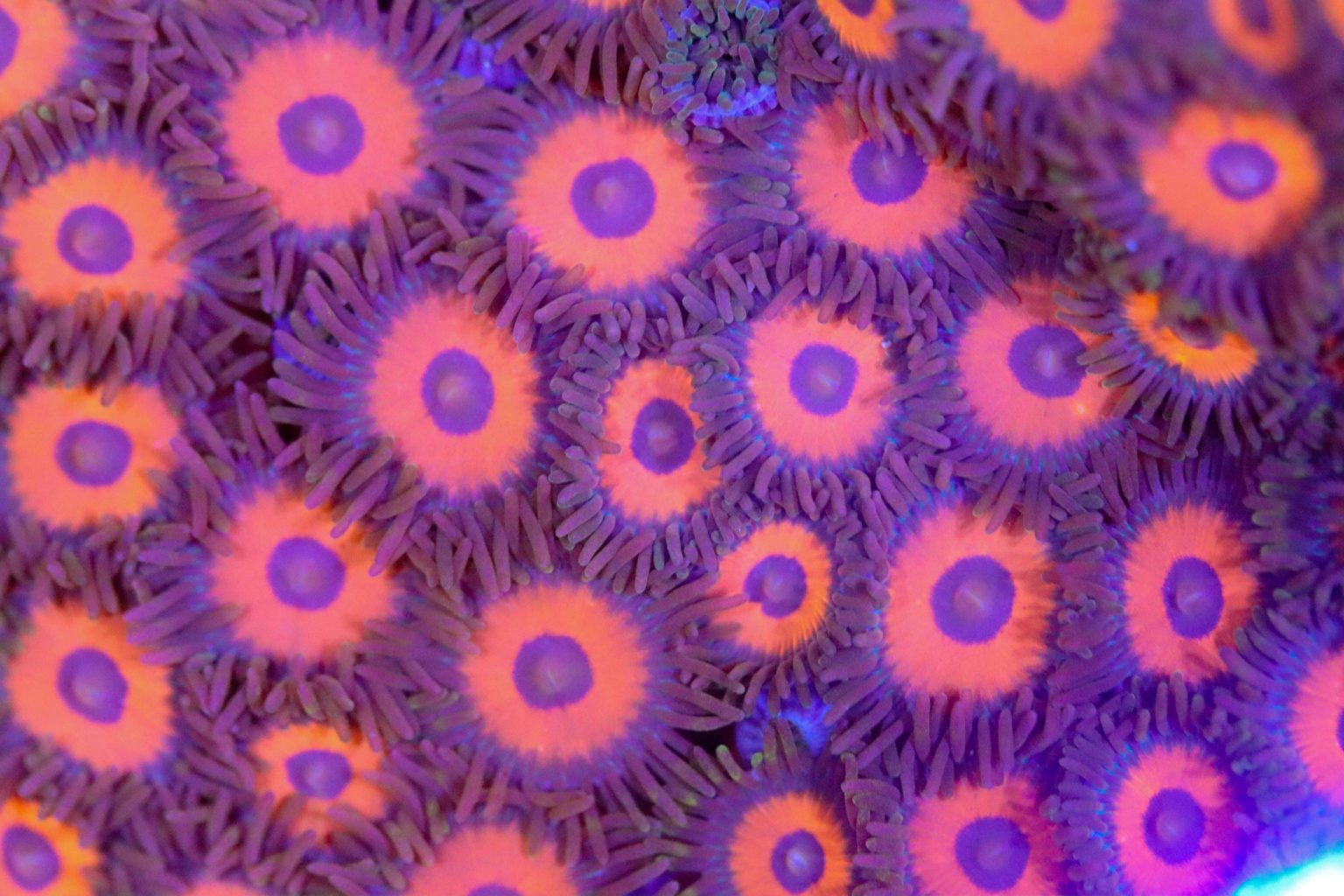 Red Rasta Zoanthid Frag Box Corals