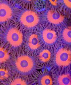 Red Rasta Zoanthid