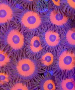 Red Rasta Zoanthid