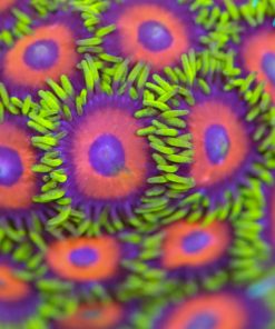 Eagle Eye Zoa Frag