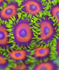 Eagle Eye Zoa Frag