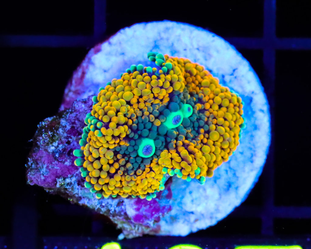 Frag Box Corals