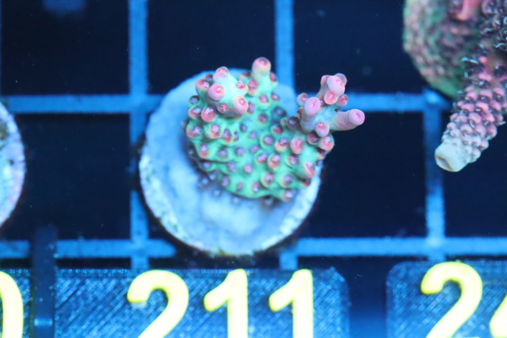 Frag Box Corals
