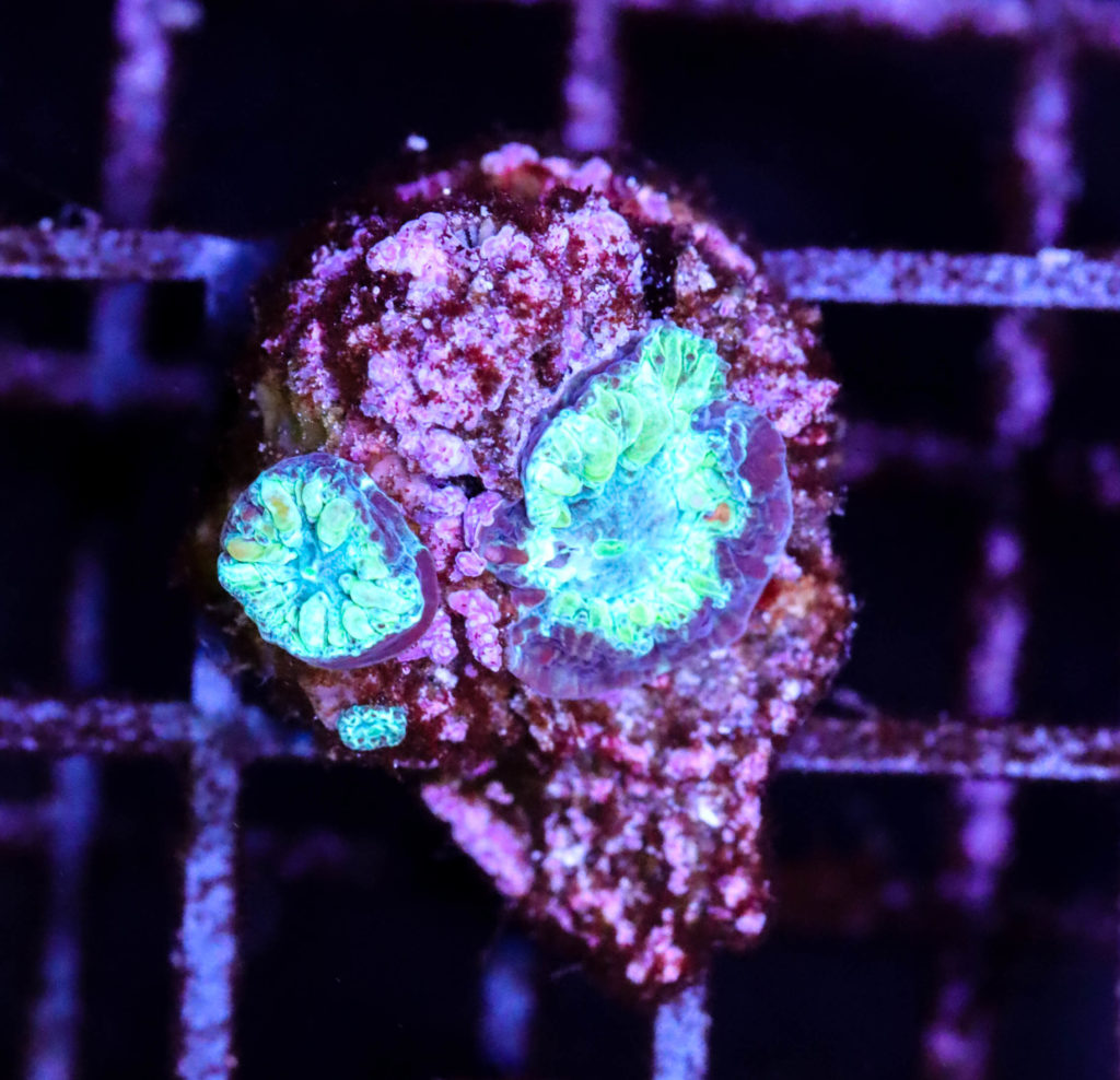 Frag Box Corals