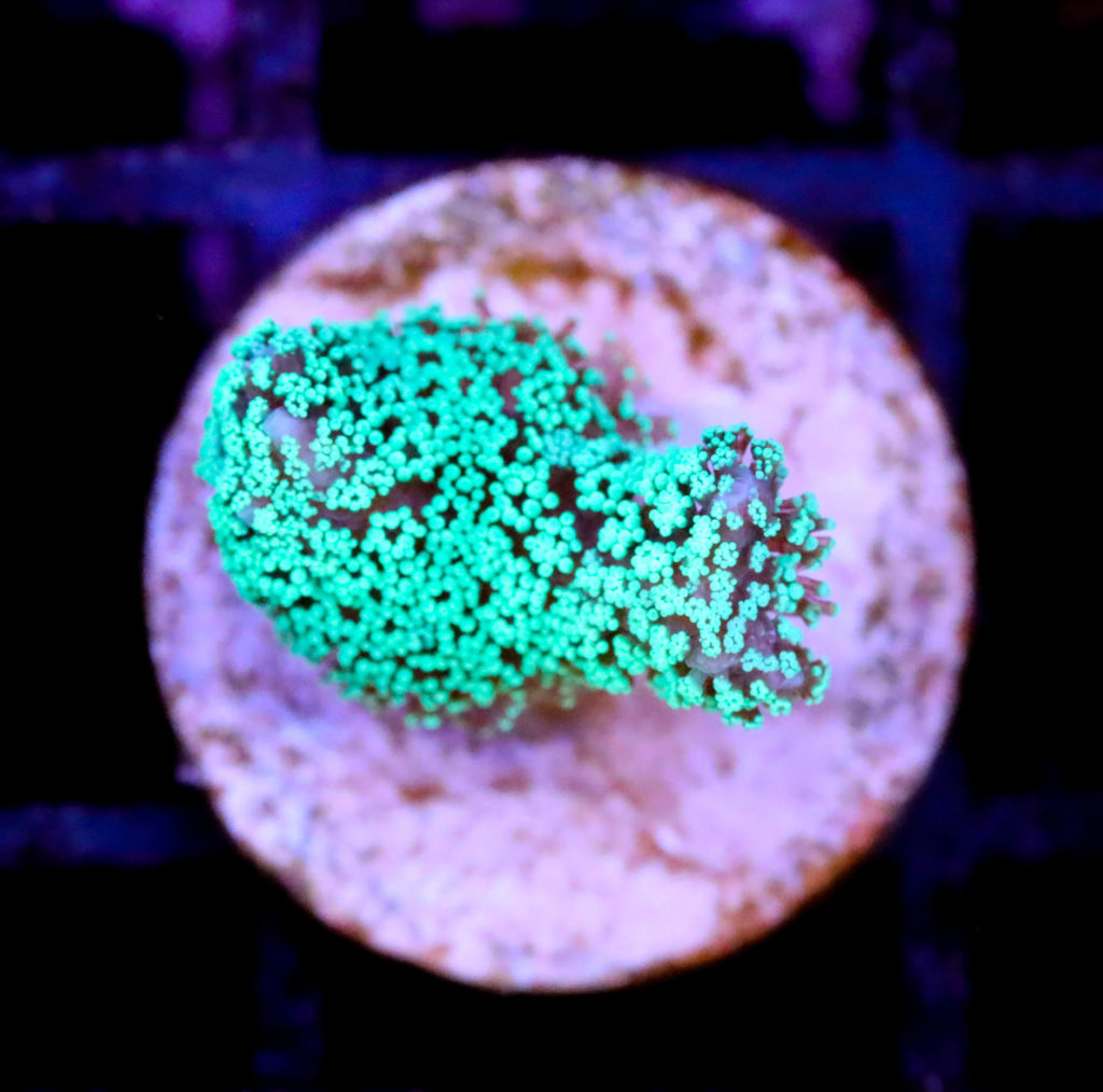 Frag Box Corals