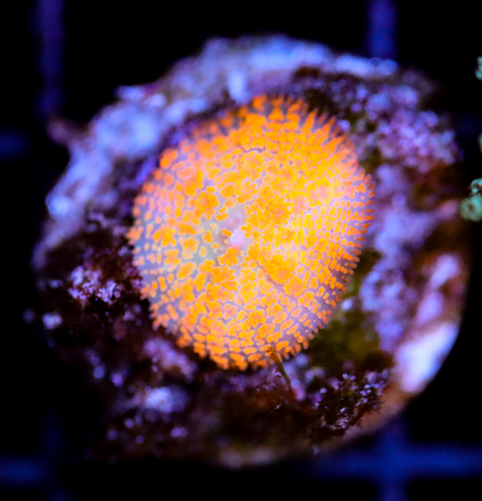 Frag Box Corals