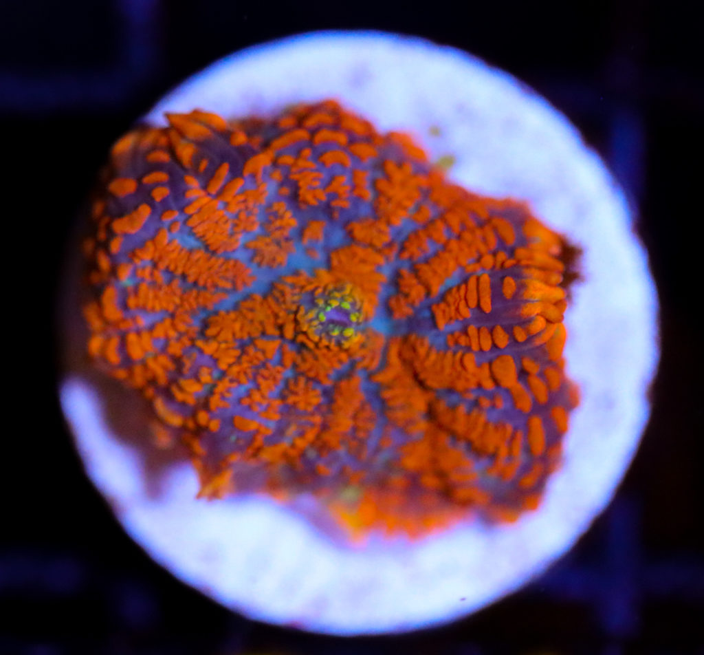 Frag Box Corals