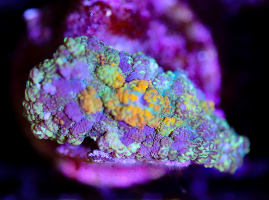 Frag Box Corals