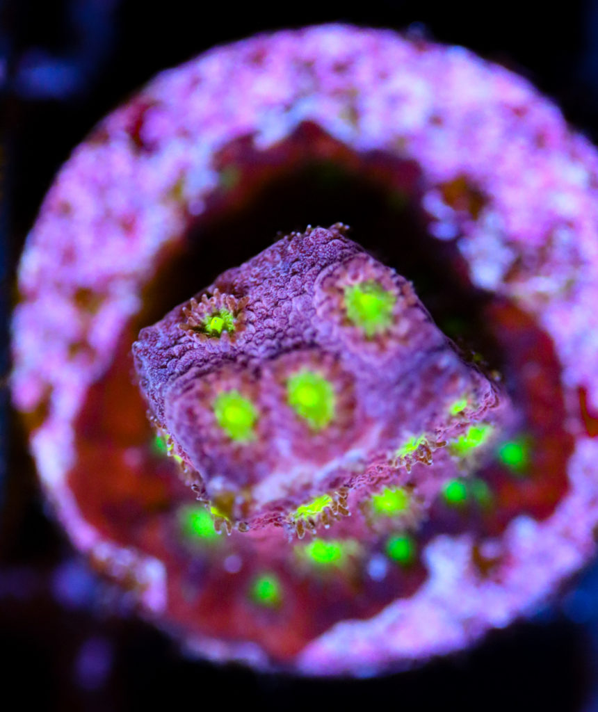 Frag Box Corals