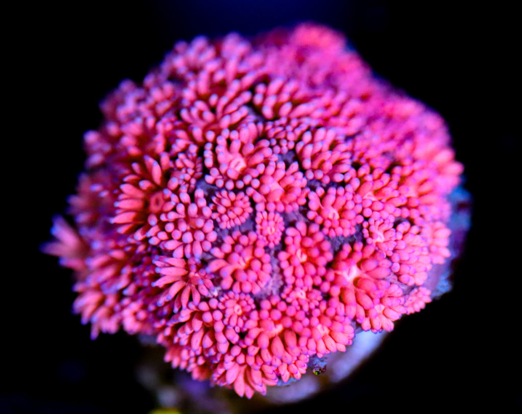 Frag Box Corals