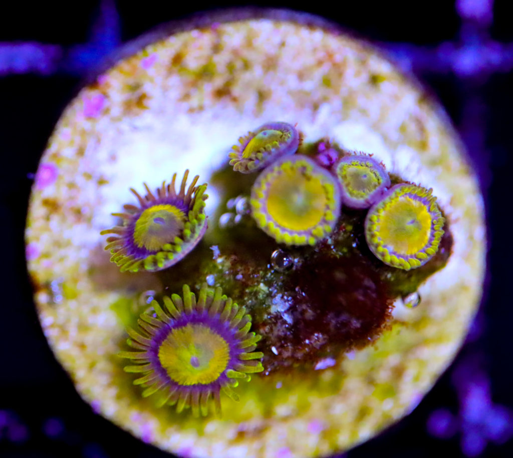 Frag Box Corals