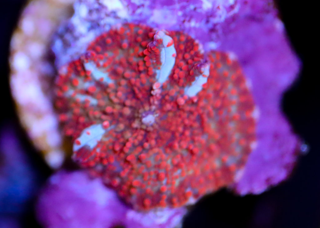 Frag Box Corals