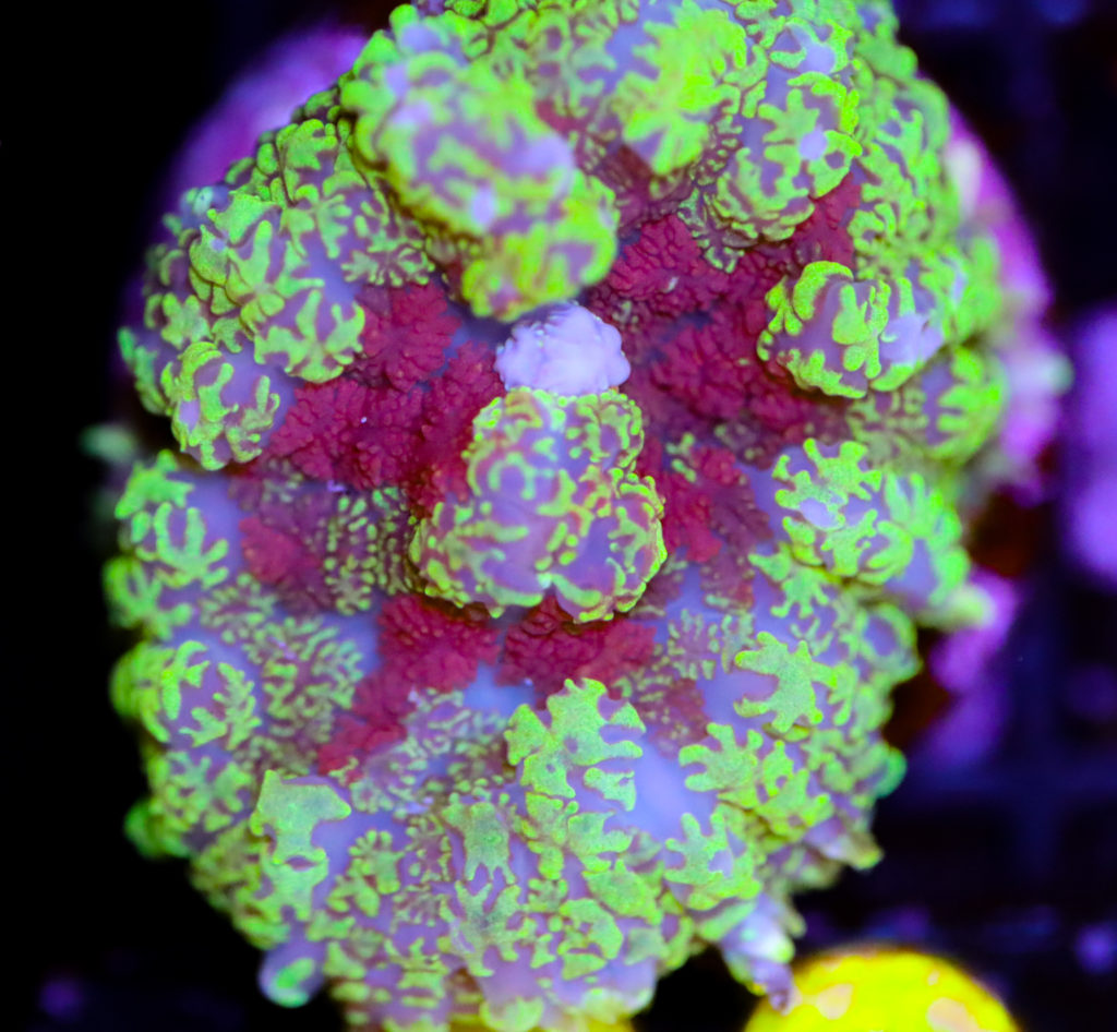 Frag Box Corals