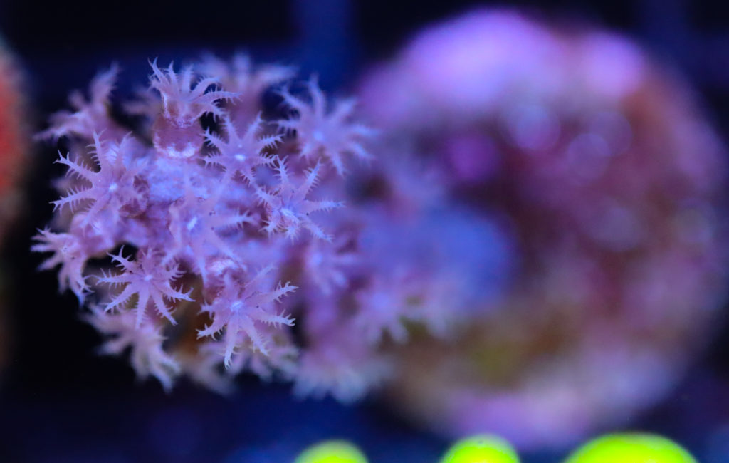 Frag Box Corals
