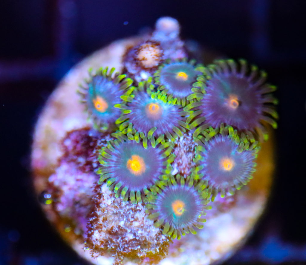 Frag Box Corals