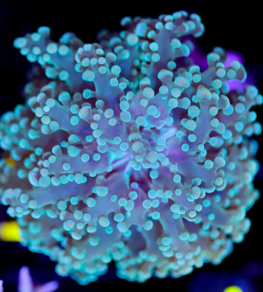 Frag Box Corals