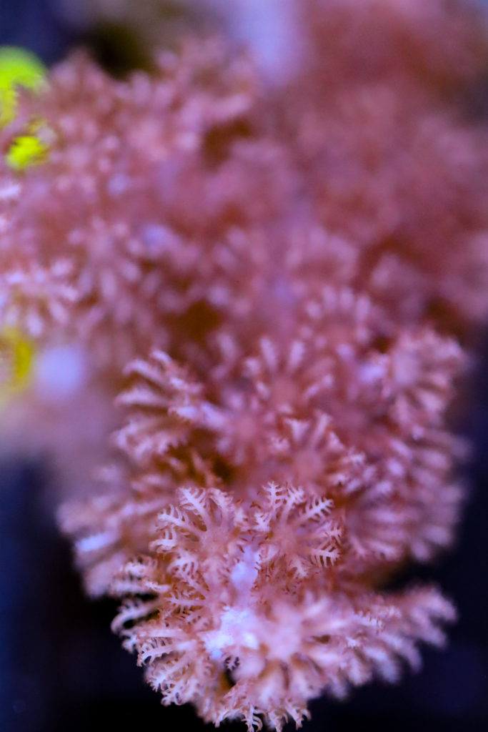 Frag Box Corals