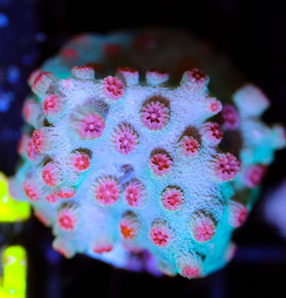 Frag Box Corals