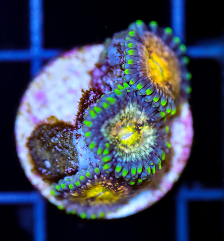 Frag Box Corals