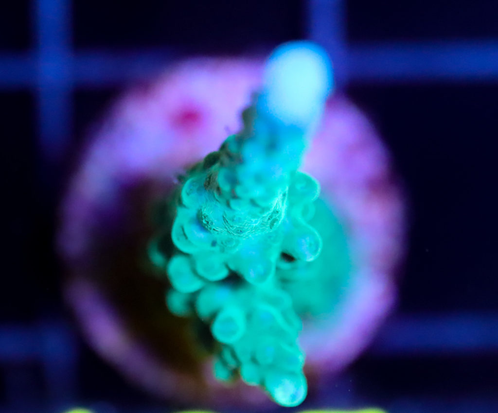 Frag Box Corals