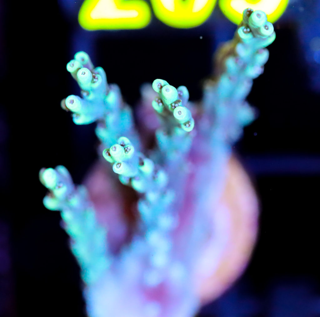 Frag Box Corals