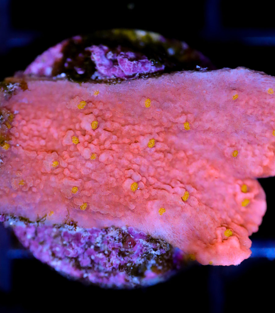 Frag Box Corals