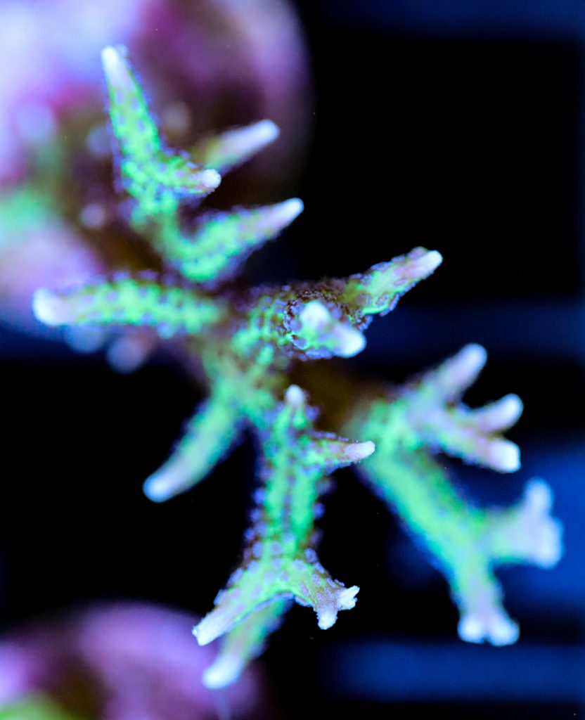 Frag Box Corals