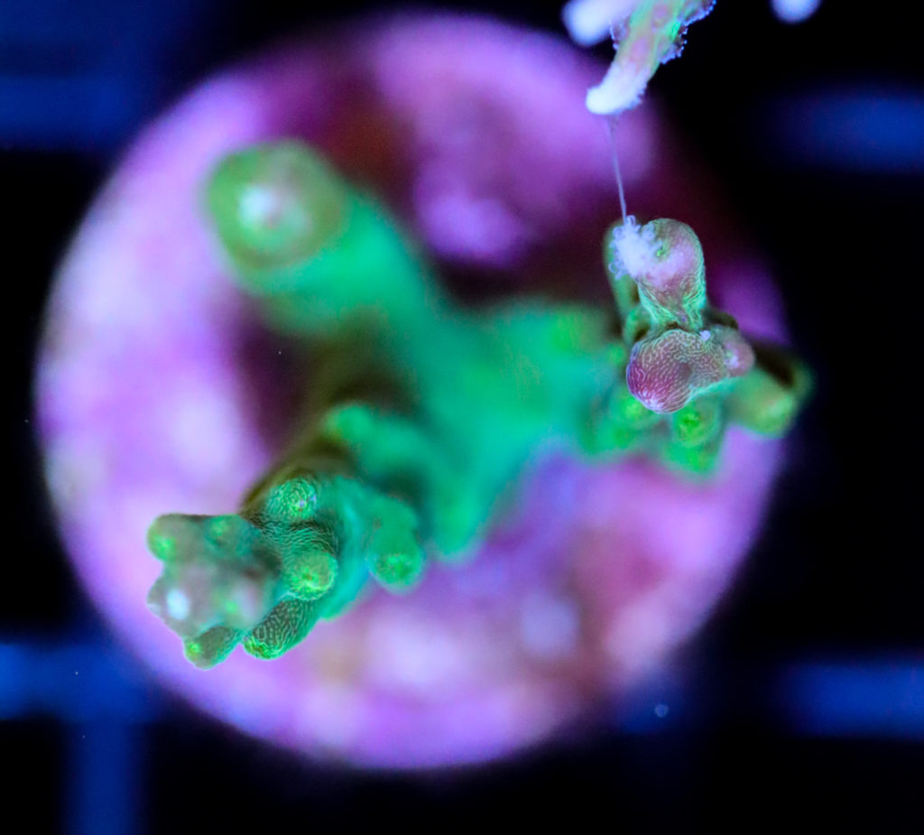 Frag Box Corals