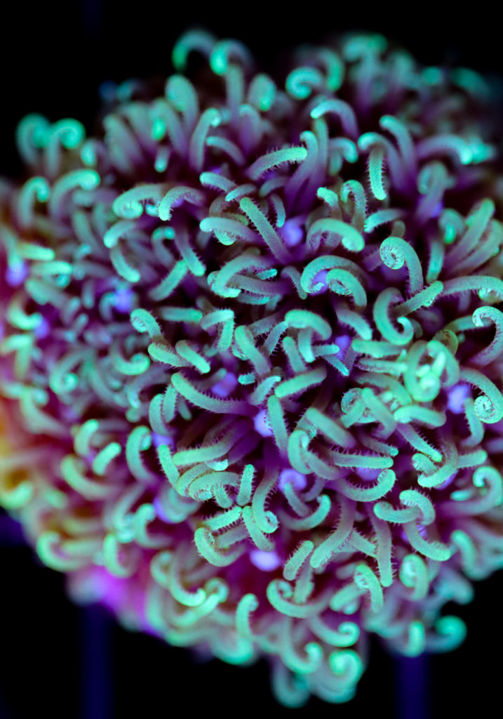 Frag Box Corals