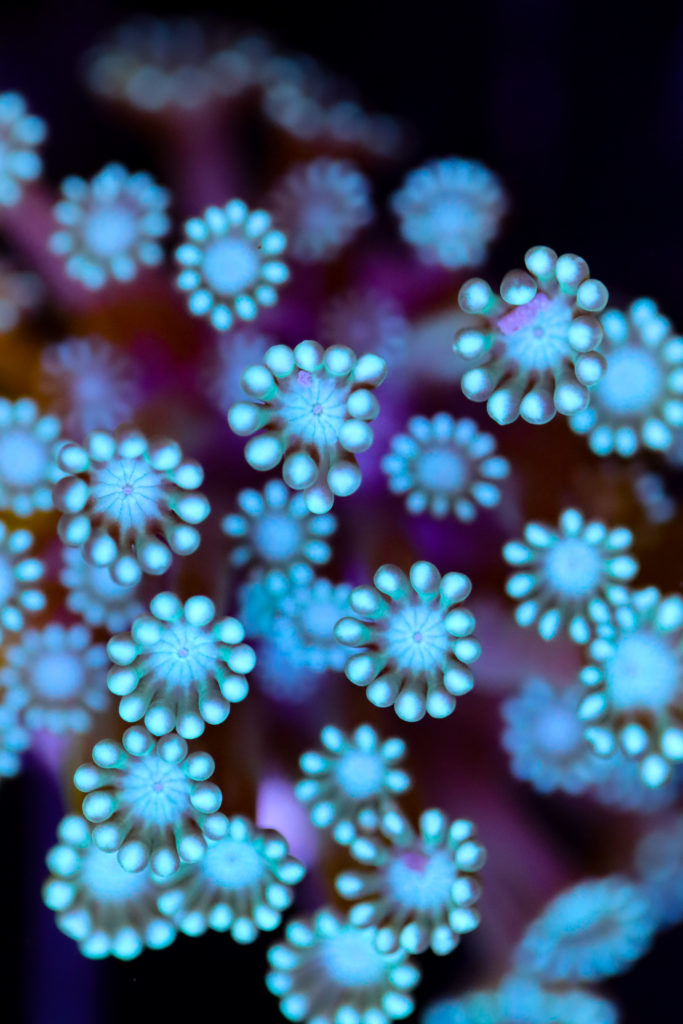Frag Box Corals