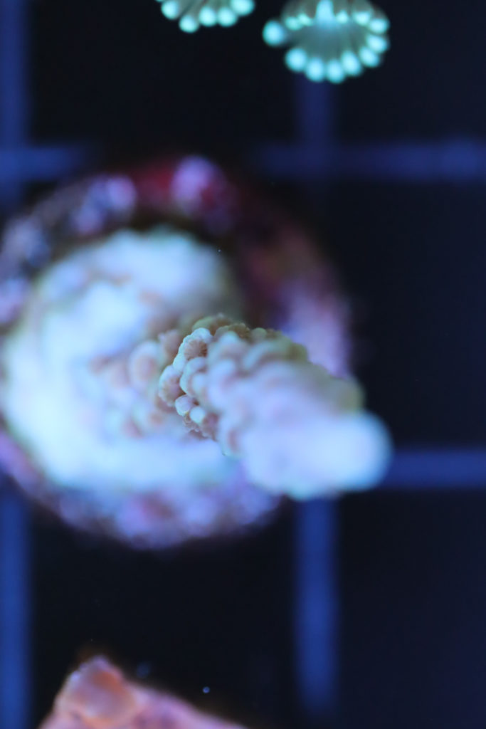 Frag Box Corals