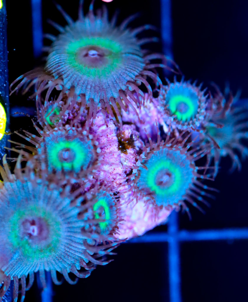 Frag Box Corals