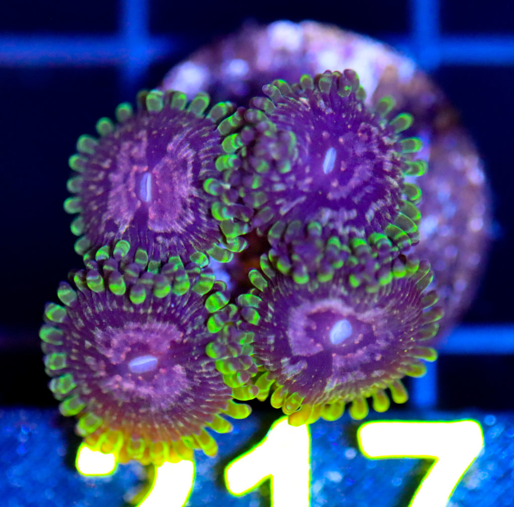 Frag Box Corals