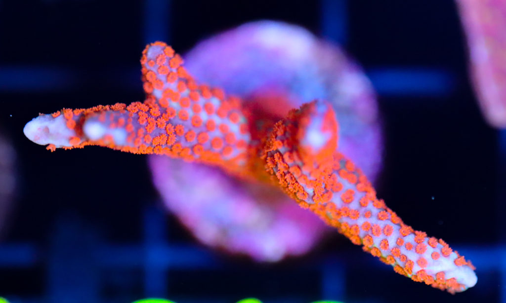 Frag Box Corals