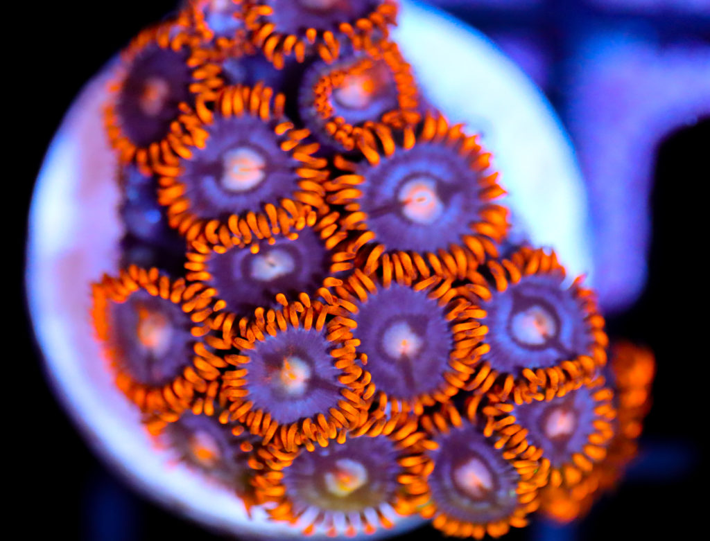 Frag Box Corals