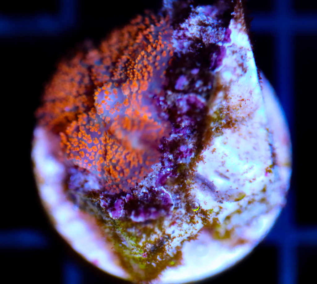 Frag Box Corals