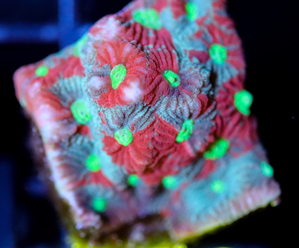 Frag Box Corals