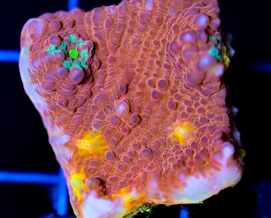 Frag Box Corals