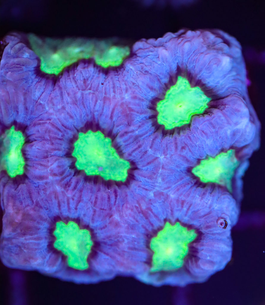 Frag Box Corals