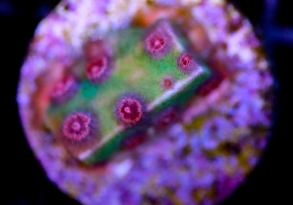 Frag Box Corals