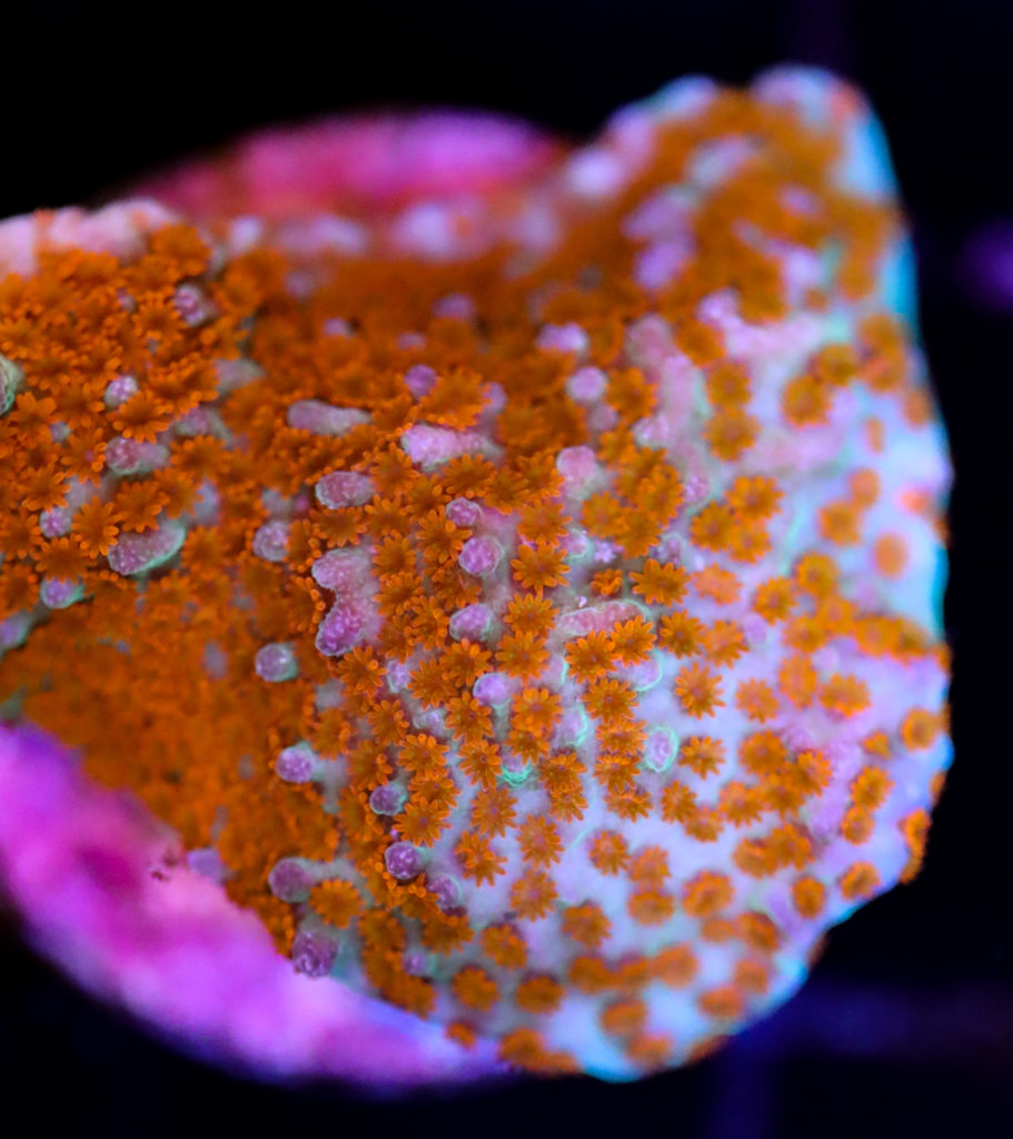 Frag Box Corals