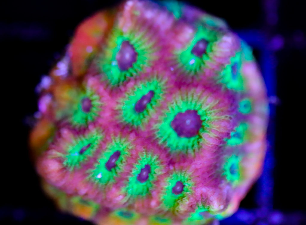 Frag Box Corals