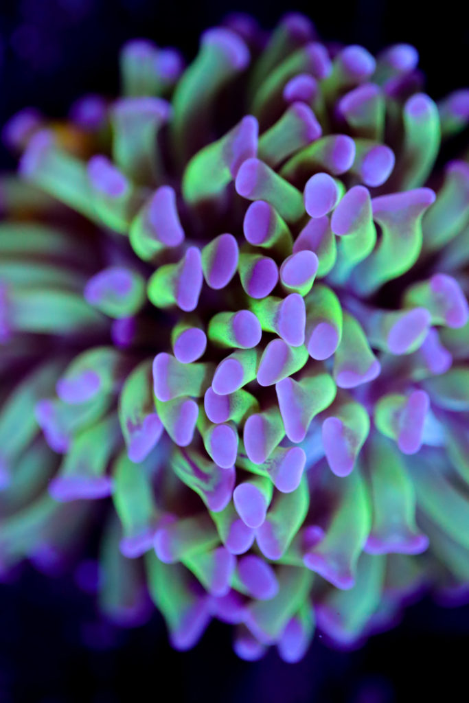 Frag Box Corals