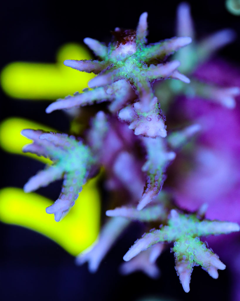 Frag Box Corals