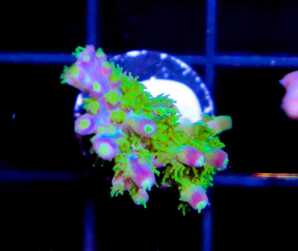 Frag Box Corals