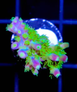 RR Marvin The Martian