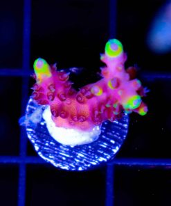 JF Fox Flame Acropora Frag (A12:B)