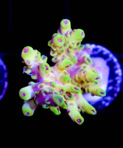 Scorpion Acropora