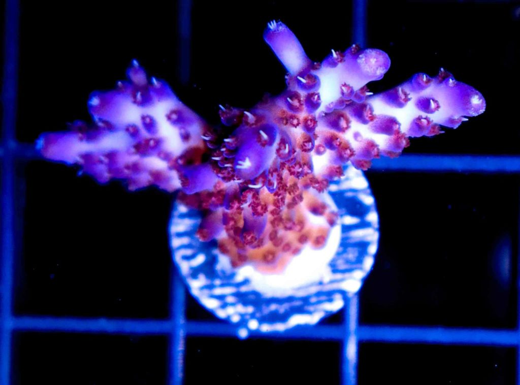 Frag Box Corals