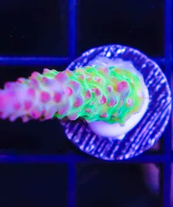 Birthday Cake Acropora